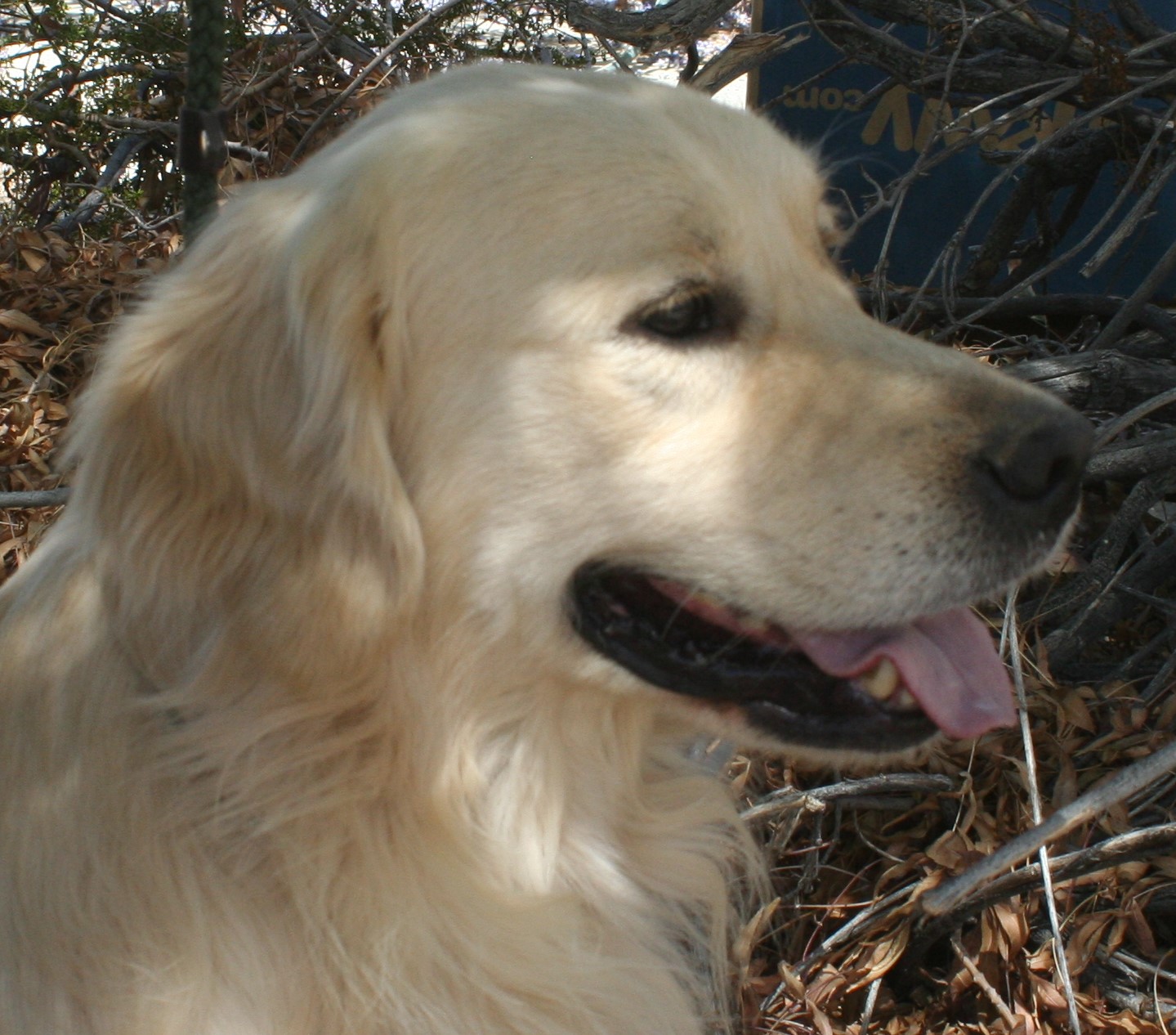 Star Crowned Goldens Stud Dogs, English Golden Retrievers, Cream Golden ...